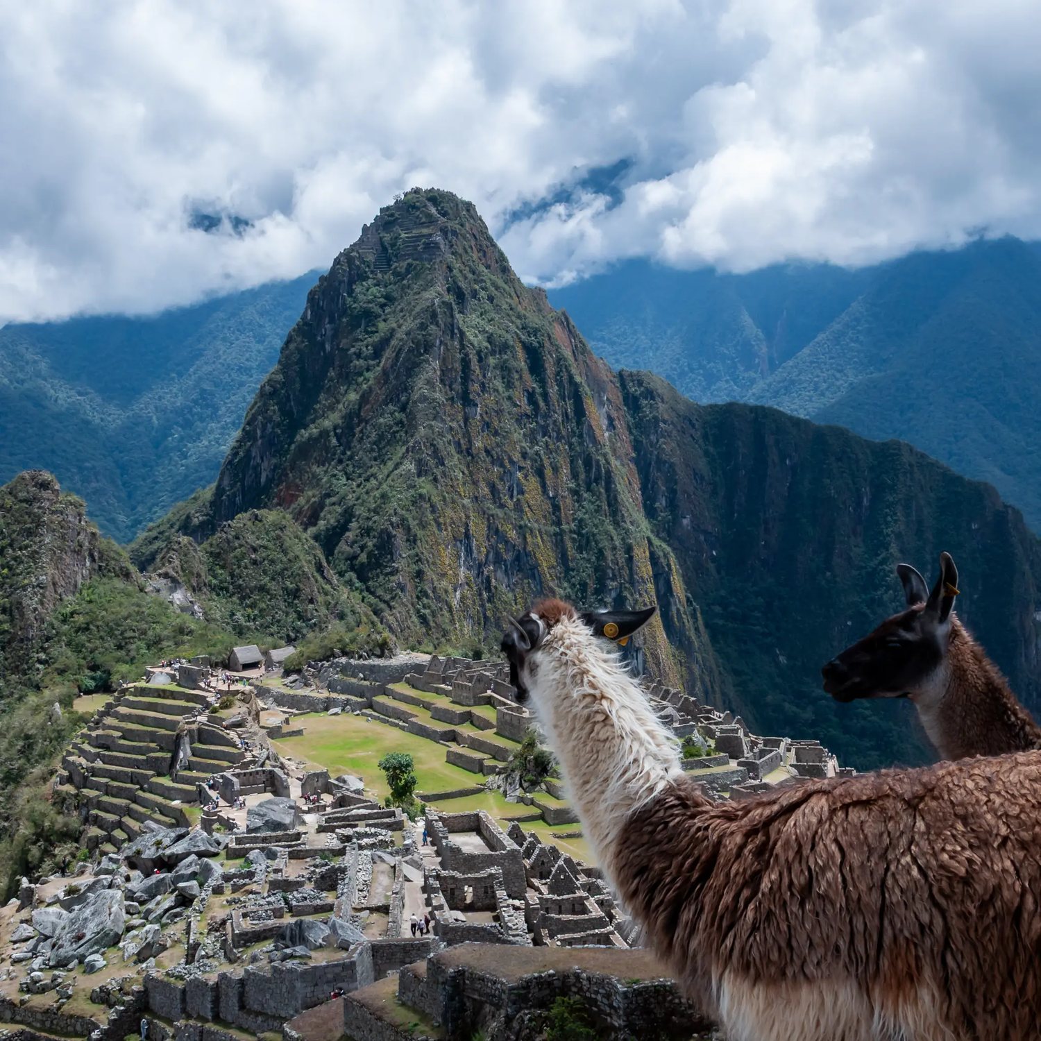 Lamy nad ruinami Machu Picchu, w tle szczyt Huayna Picchu