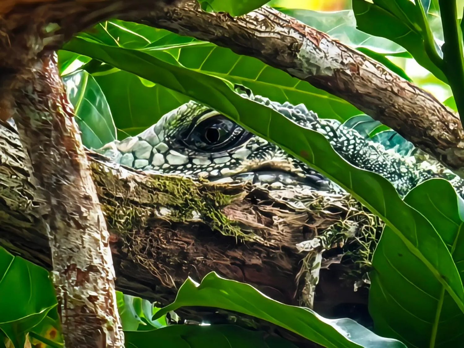 Jaszczurka w gęstwinie amazońskiego lasu, między liśćmi i konarami